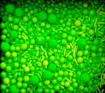 Imagem de Confeitos Sprinkles Neon Verde 60g - MORELLO